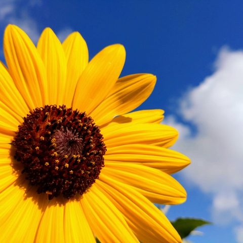 夏休み　中学受験